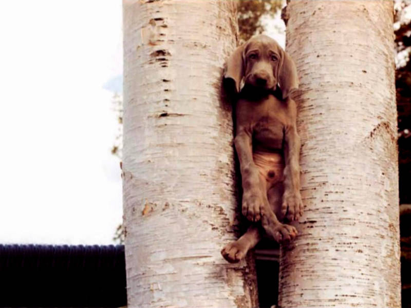 funny_dog_stuck_in_tree_backgrounds.jpg