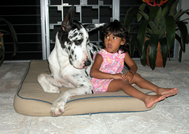 V_great_dane_Mar02.jpg