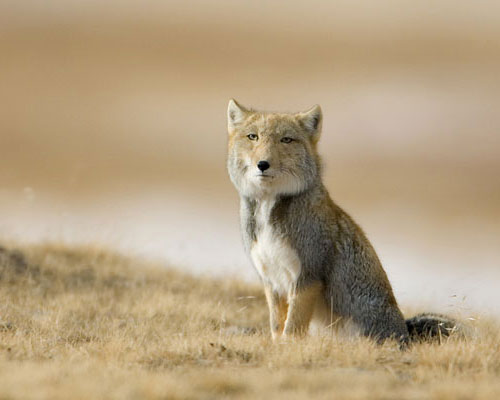 Tibetan_fox_.jpg