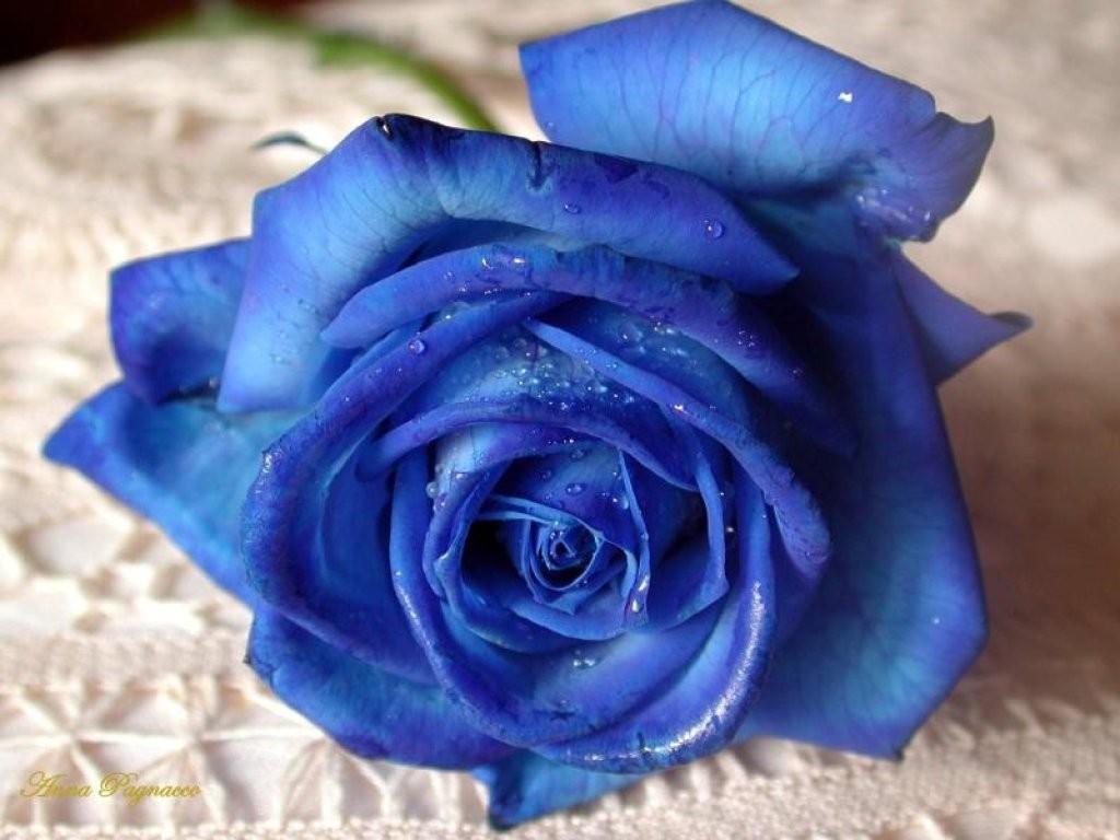 Blue_rose003.jpg