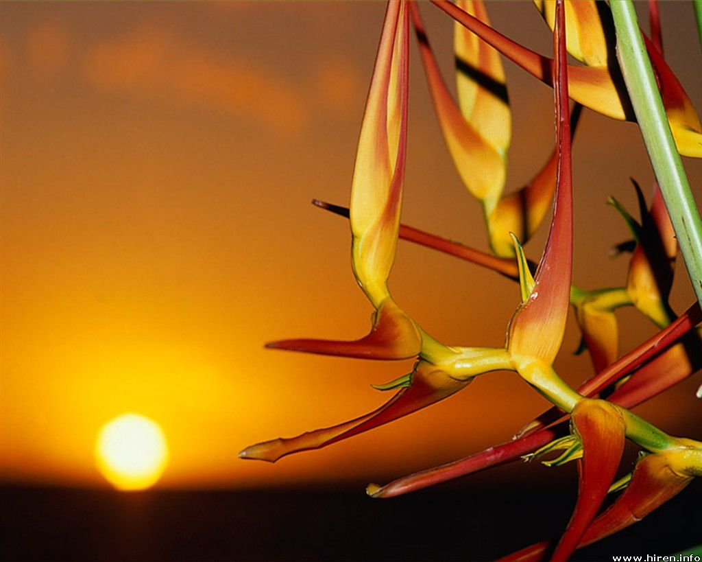bird_of_paradise_sunset.jpg
