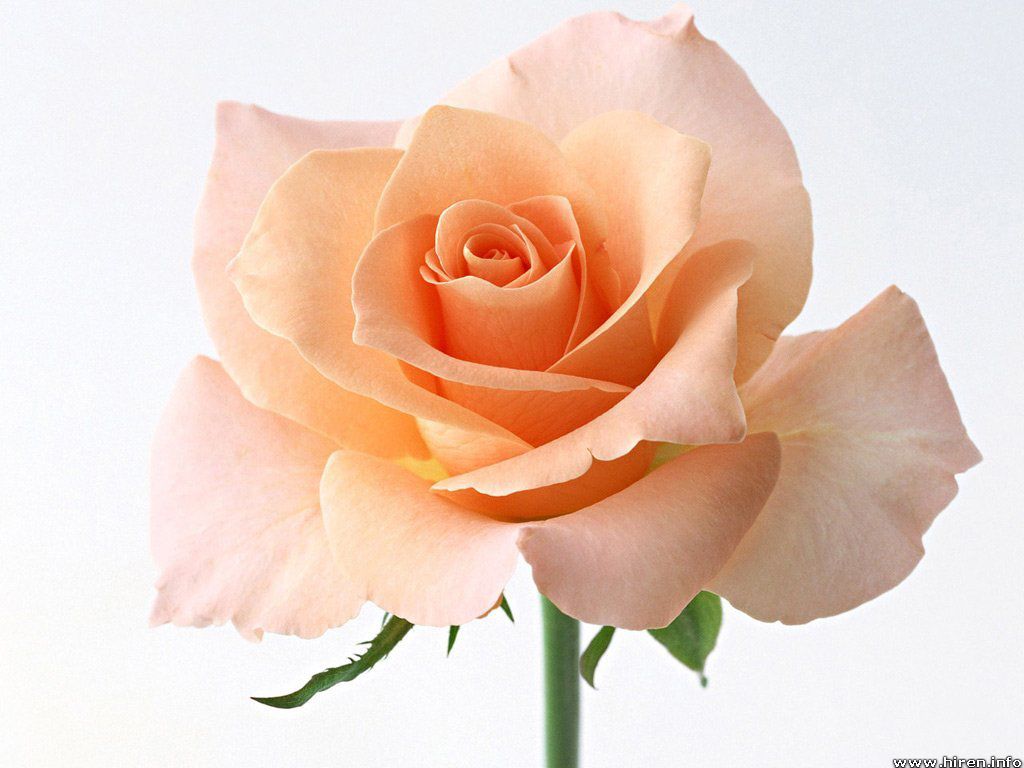 beautiful_rose_1a.jpg