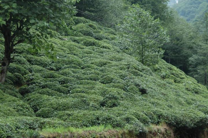 DSC_0272.jpg