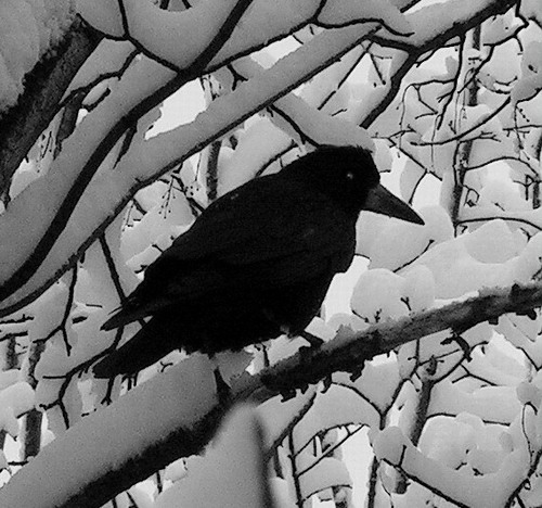 crow1.jpg