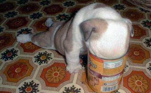 chiot_affame_coince.jpg