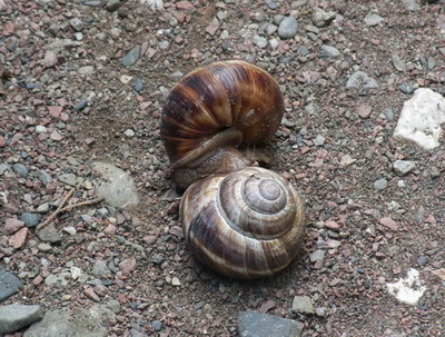 DSCF0087_1.jpg