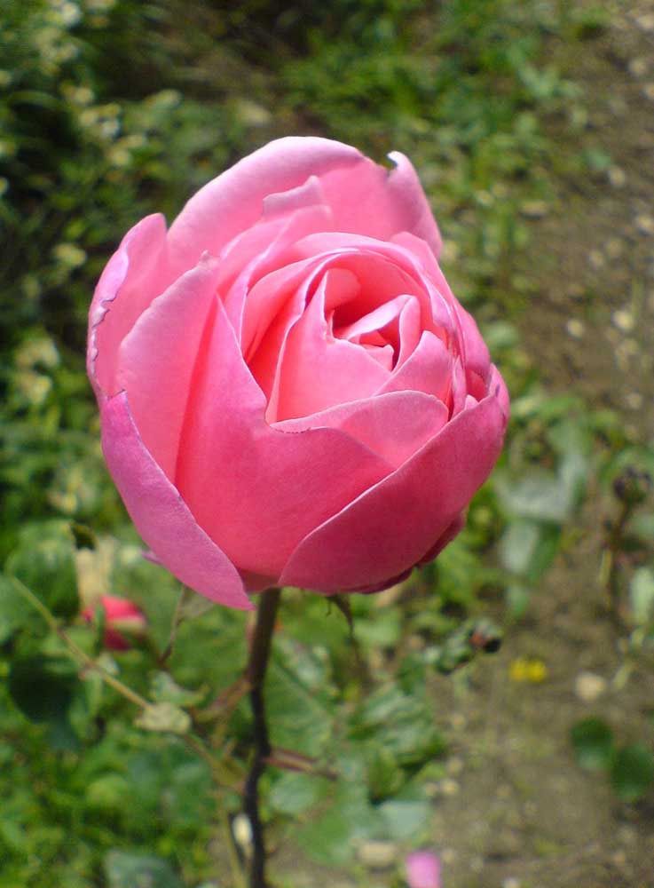 rose.jpg