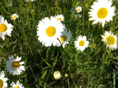Copy_of_31052008823.jpg