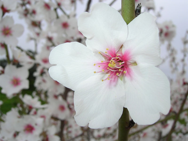 flower_amond_tree.jpg