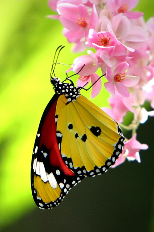 butterfly_4.jpg