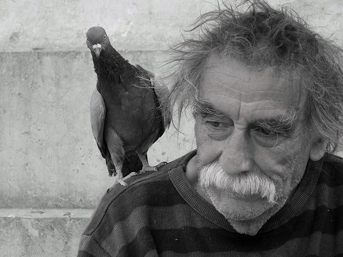 thepigeonman.jpg