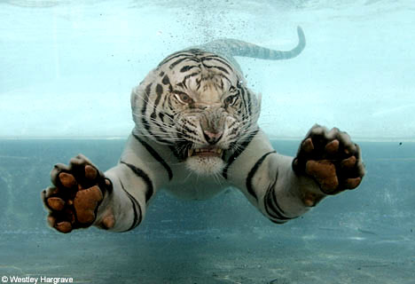 white_tiger_swimming.jpg
