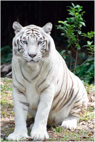 White_Tiger_Wallpapers_2.jpg