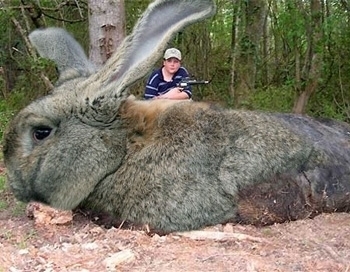 big_bunny.jpg