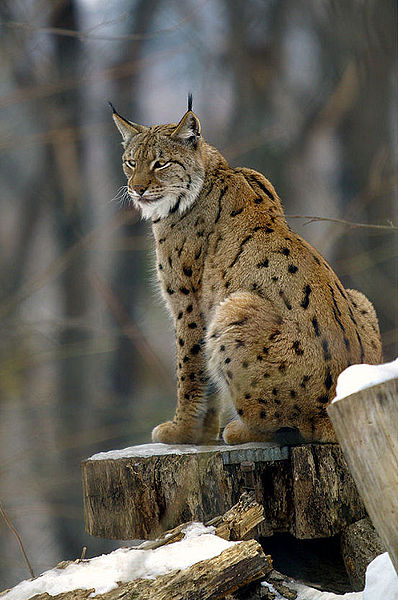 lynx.jpg
