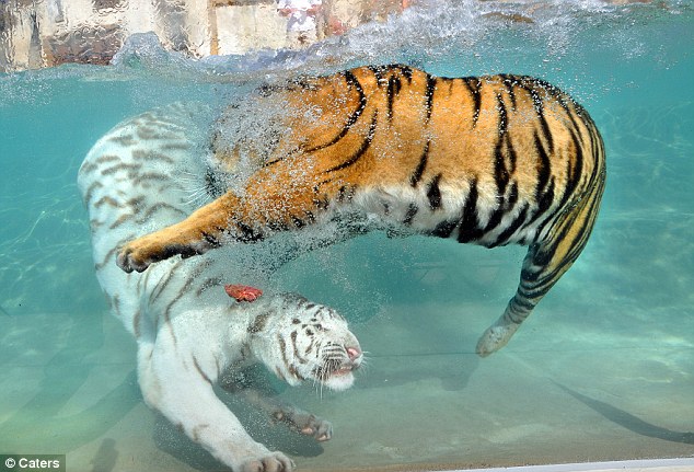 These_pussycats_are_NOT_afraid_of_water_Meet_the_Bengal_tigers_who_just_love_splashing_around___1.jpg