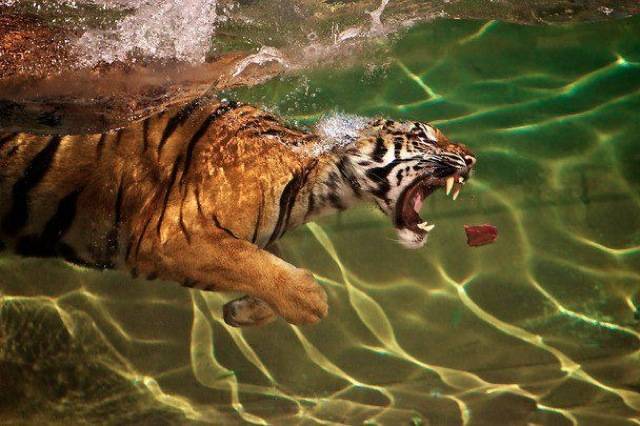 tiger_underwater_855.jpg