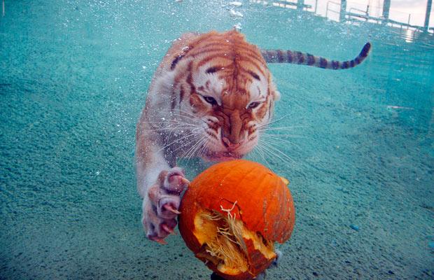 tiger_underwater_1519139i.jpg