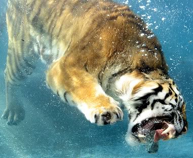 BangalTigerUnderwater1.jpg
