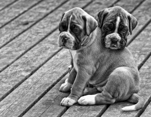 Black_white_dog_photo_11.jpg