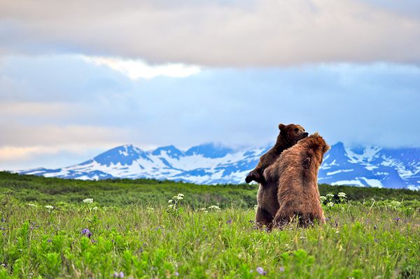 grizzly_bears_wrestling_29868_600x450.jpg