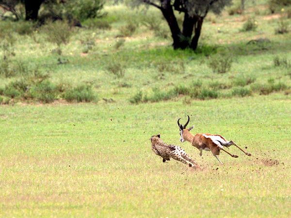 cheetah_hunting_springbok_48291_600x450.jpg