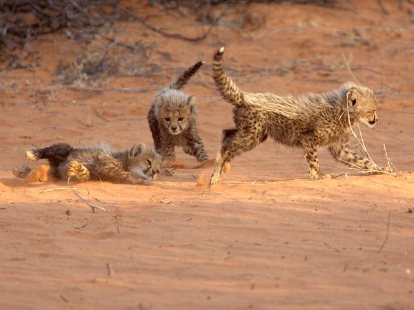 cheetah_cubs_playing_48288_600x450.jpg