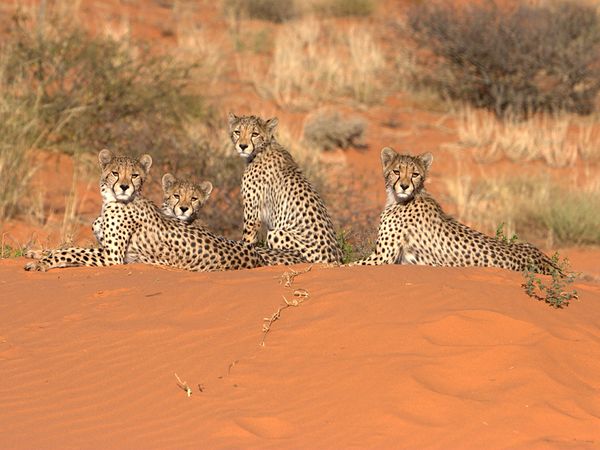 cheetah_cubs_resting_dune_48289_600x450.jpg