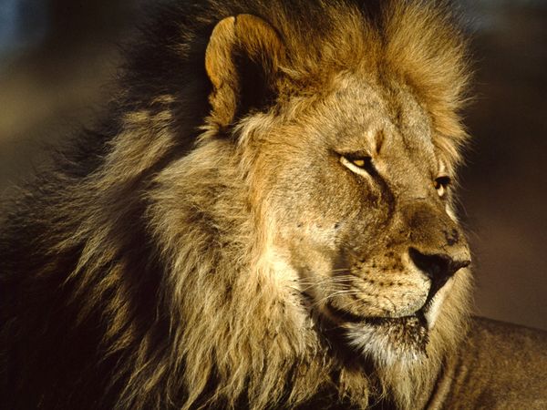 male_african_lion_618_600x450.jpg