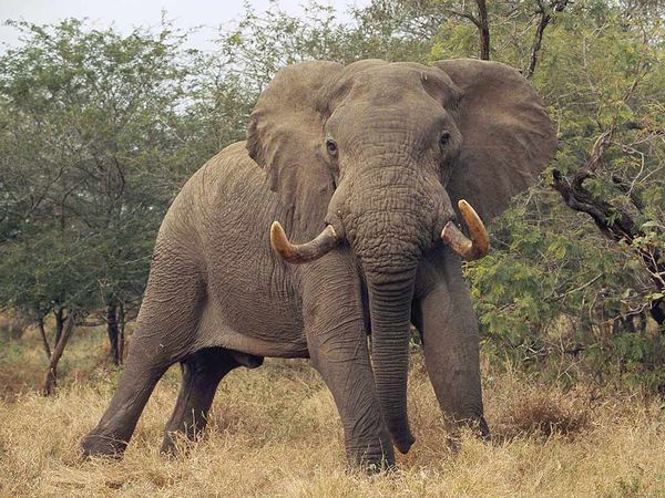 african_elephant_standing_9033_600x450.jpg