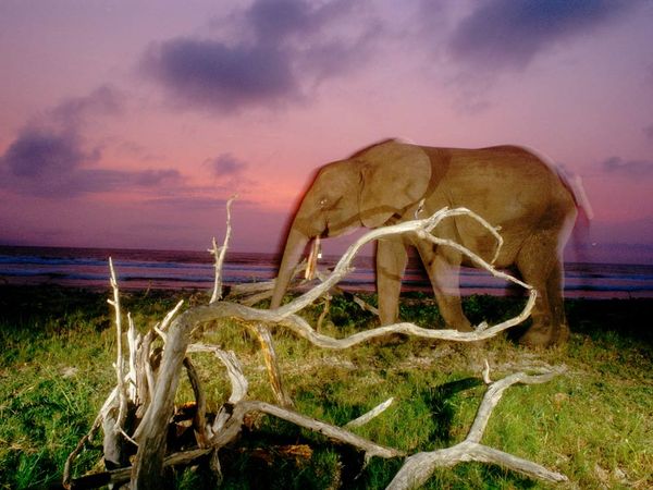 forest_elephant_sunset_9013_600x450.jpg