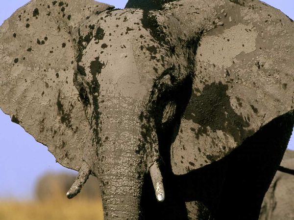 elephant_covered_mud_9011_600x450.jpg