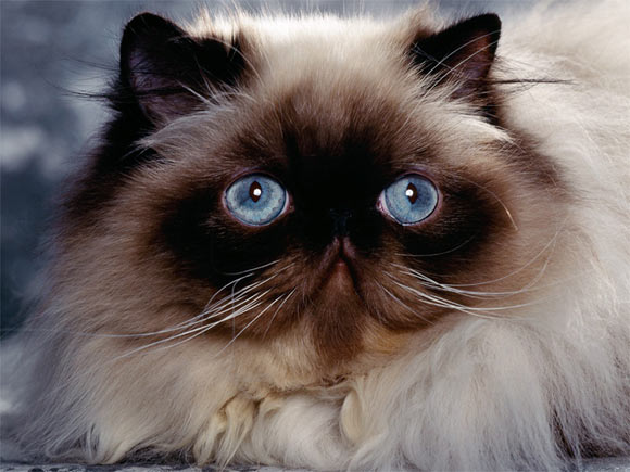himalayan_cat3.jpg