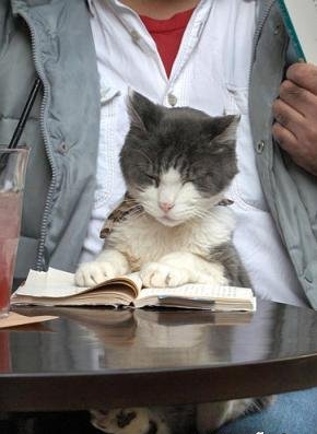 1268455713_www.roflcats.ru_138.jpg