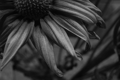 black_and_white_petals.jpg