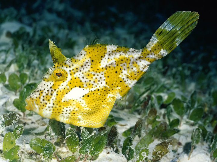 sea_animal_.jpg