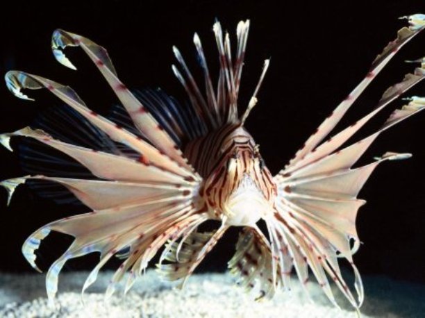 1300733260_red_volitans_lionfish_indo_pacific.jpg