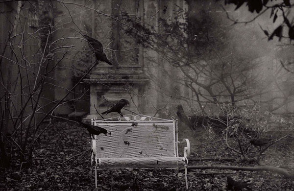 Peter_Lindberg__The_Birds.jpg