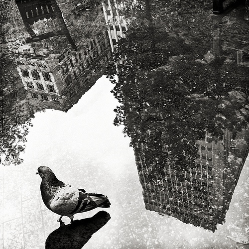 city_after_rain.jpg