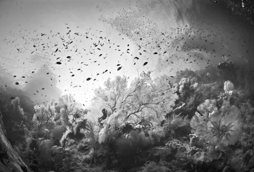 Coral_Garden.jpg