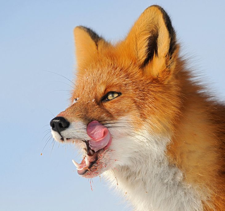 animals_in_nature_beautiful_photos_part2_13.jpg