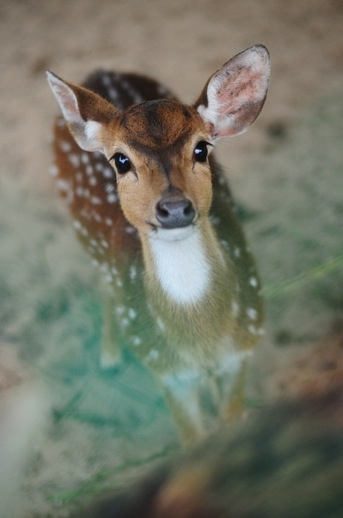beauty_fawns_love_nature_Favim.com_1152592.jpg