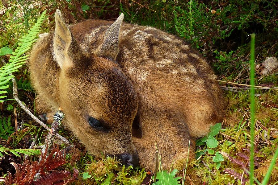 roe_deer_fawn_gavin_macrae.jpg
