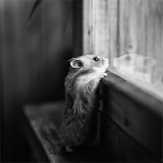 beautiful_animal_photography_part_3_8.jpg