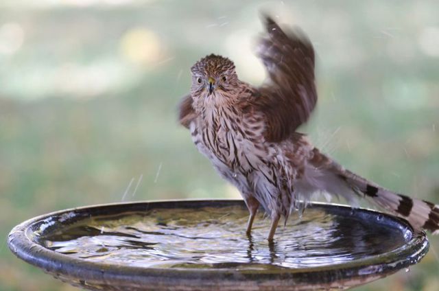 these_funny_animals_552_640_19.jpg