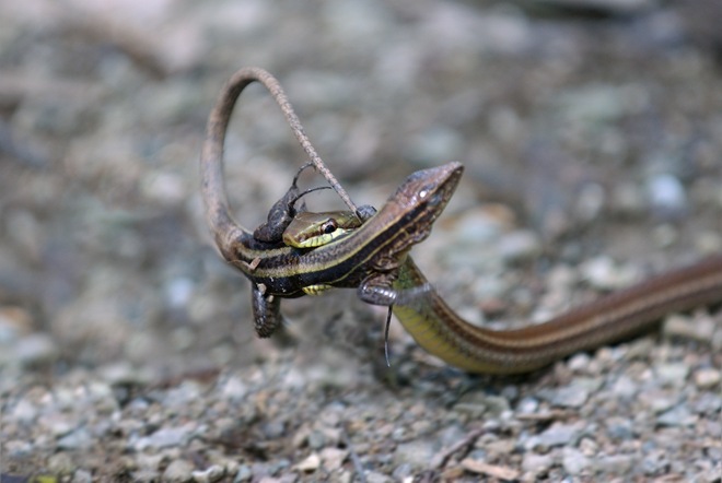 AnimalsLifePhotographyBySeanCrane_007.jpg
