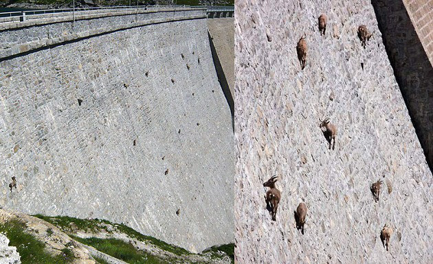 damgoats.jpg