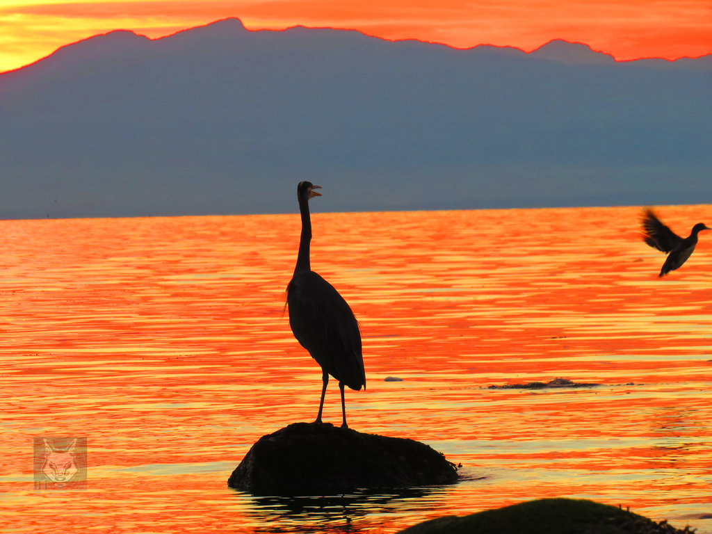 heron_shooing_duck_by_wolfwings1_d6qfe9p.jpg