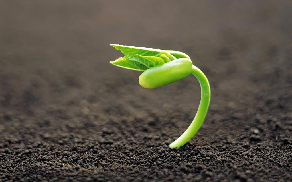 baby_plant_by_godylins_d5srk5f.jpg