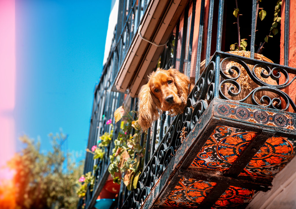 cutie_on_the_balcony_by_inviv0_d6ya2vu.jpg